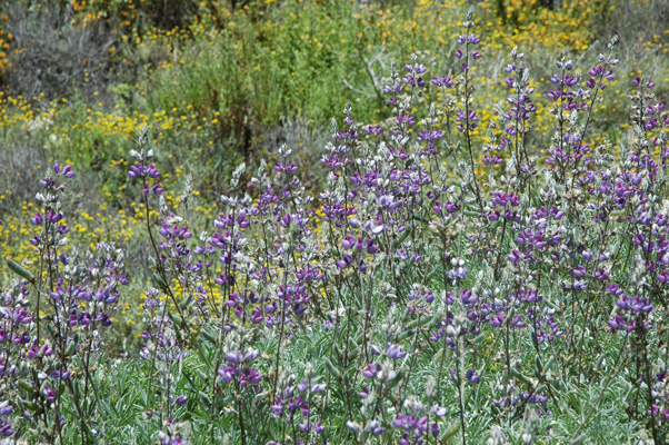 Soberanes Canyon 051.jpg